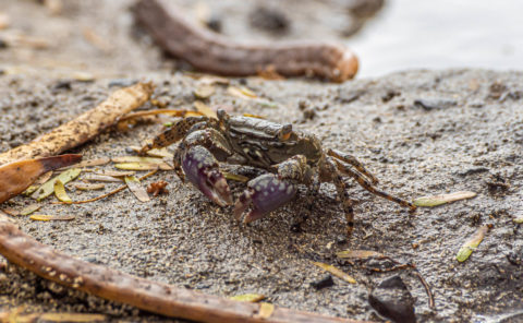 Crabe à pince mauve