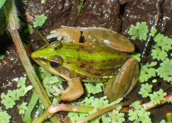 Les amphibiens de La Réunion