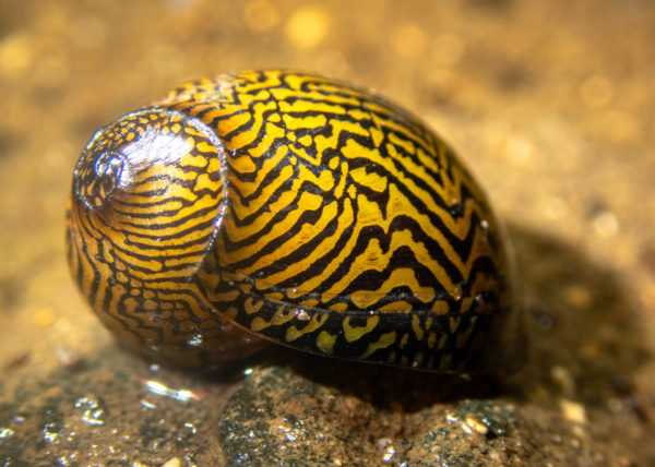 Les mollusques de La Réunion