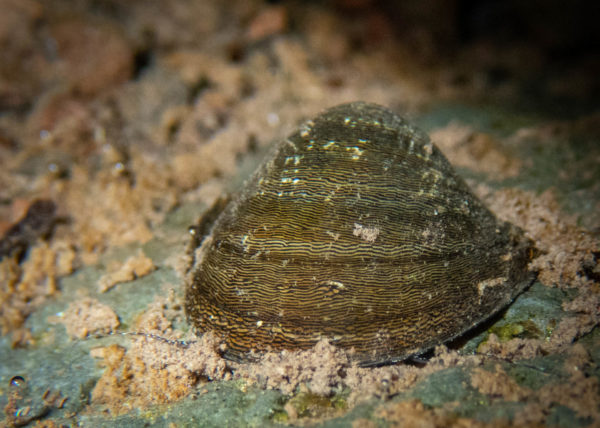 Les mollusques de La Réunion