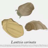 Lantzia carinata