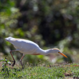 Bubulcus ibis